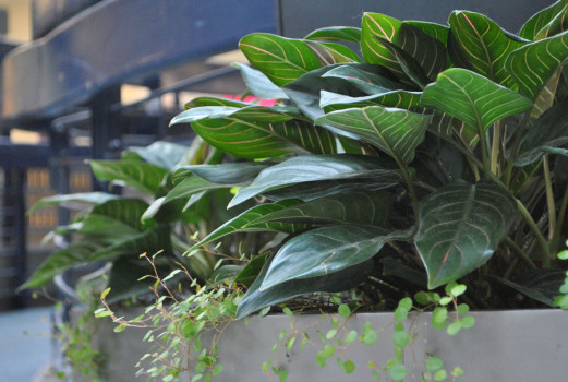 Liberty High School has taken the time to freshen up its hallways with greenery. This also helps the school look more modern, since it was built in the 1970s. The plants were placed  in October, 2011.