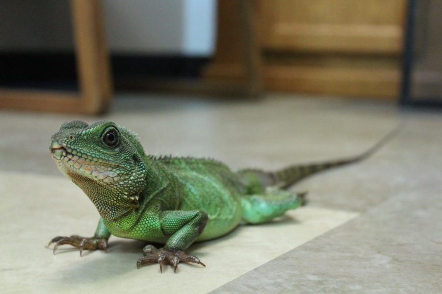 You can de-stress with this calming therapy lizard in Room 400B. Photo by Connor Callahan