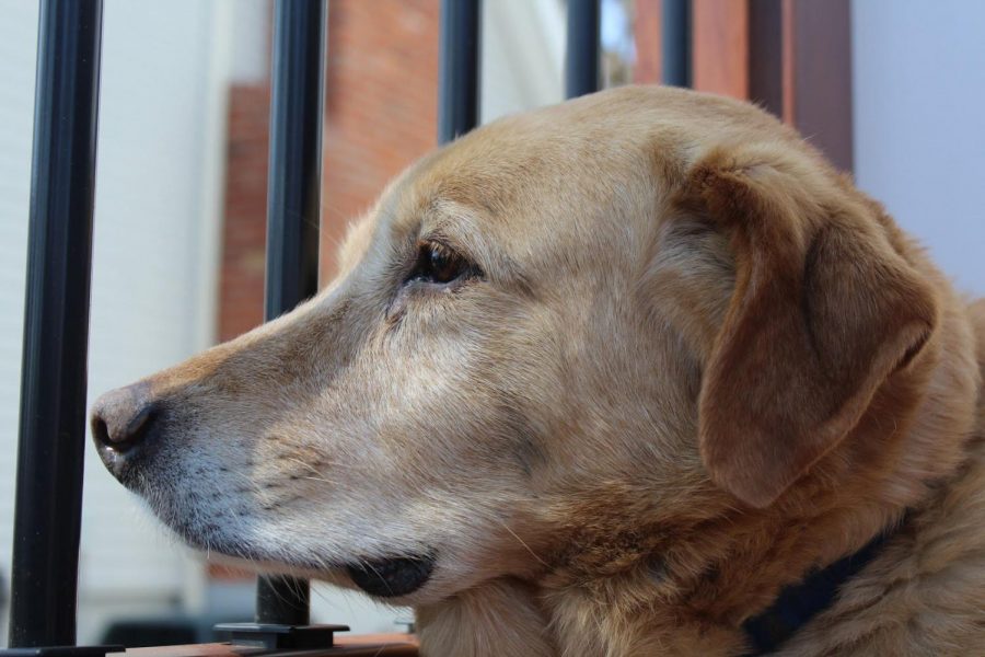 My dog Buster, laying outside in the shade. 

Photo by Alyssa Griffith.