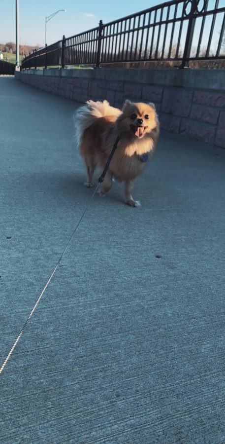 This is a photo of my dog on a walk.
Photo by Charlene Nguyen
