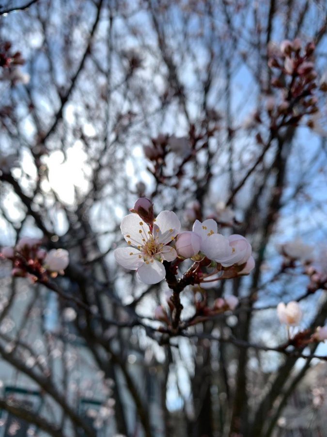 This is the season where trees are blooming and are beginning to look so beautiful.
Photo by Mercedes Peck.